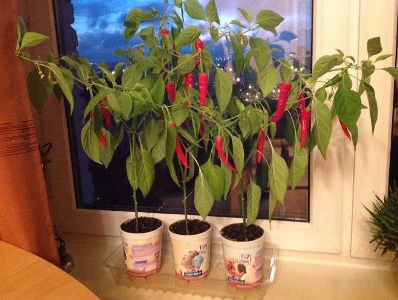 Выращивание крепкой рассады болгарского перца в домашних условиях