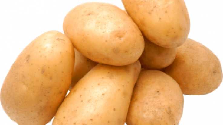 Засухоустойчивый и урожайный сорт картофеля лабадия: описание и характеристика