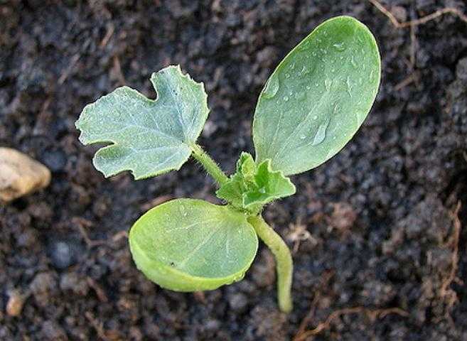 Как сеять арбуз на рассаду: подготовка семян к посеву, правила посадки в открытый грунт и в теплицу