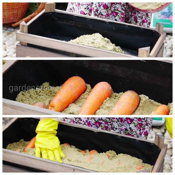Как хранить морковь в домашних условиях: зимой и летом одним цветом