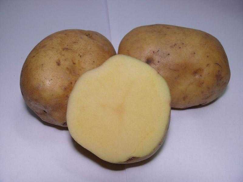 Сорта картофеля устойчивые к фитофторозу. Сорт картофеля Лимонка. Картофель Рамос. Картофель сорт Рамос. Картофель сорт Сантана.