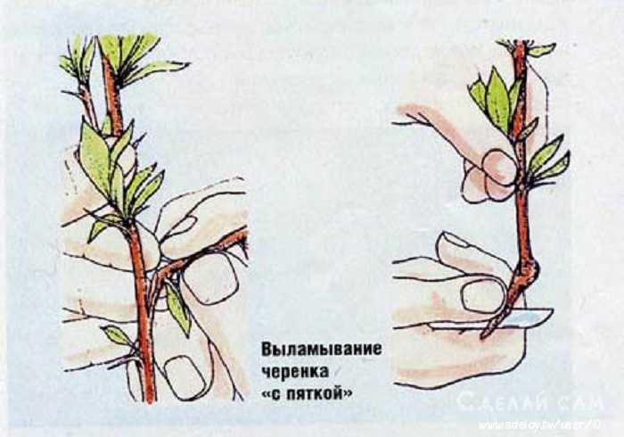 Когда размножать розы черенкованием в грунт: летом или осенью