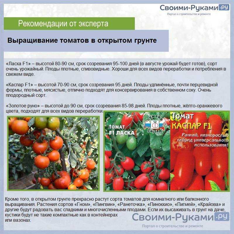 Ультраранний урожайный томат любаша: характеристики и описание сорта