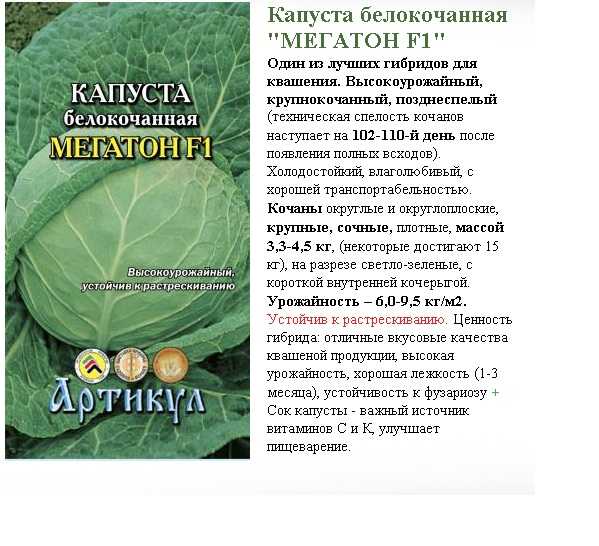 Высокоурожайный гибрид капусты вестри f1 с отменным вкусом