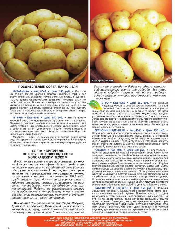 Картофель манифест: описание сорта, фото, отзывы о вкусовых качествах, сроках созревания и хранения, характеристика урожайности