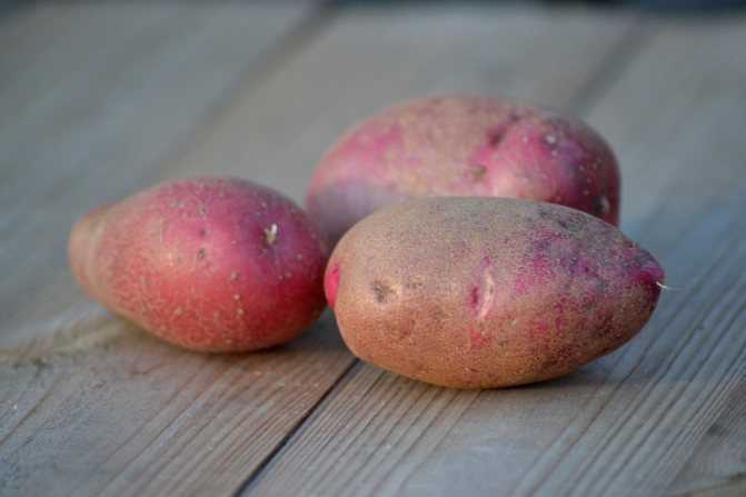 Чародей картофель – описание сорта и отзывы + видео