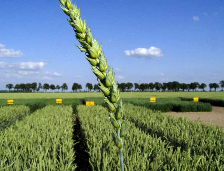 Тритикале описание и выращивание гибрида ржи и пшеницы - агро эксперт