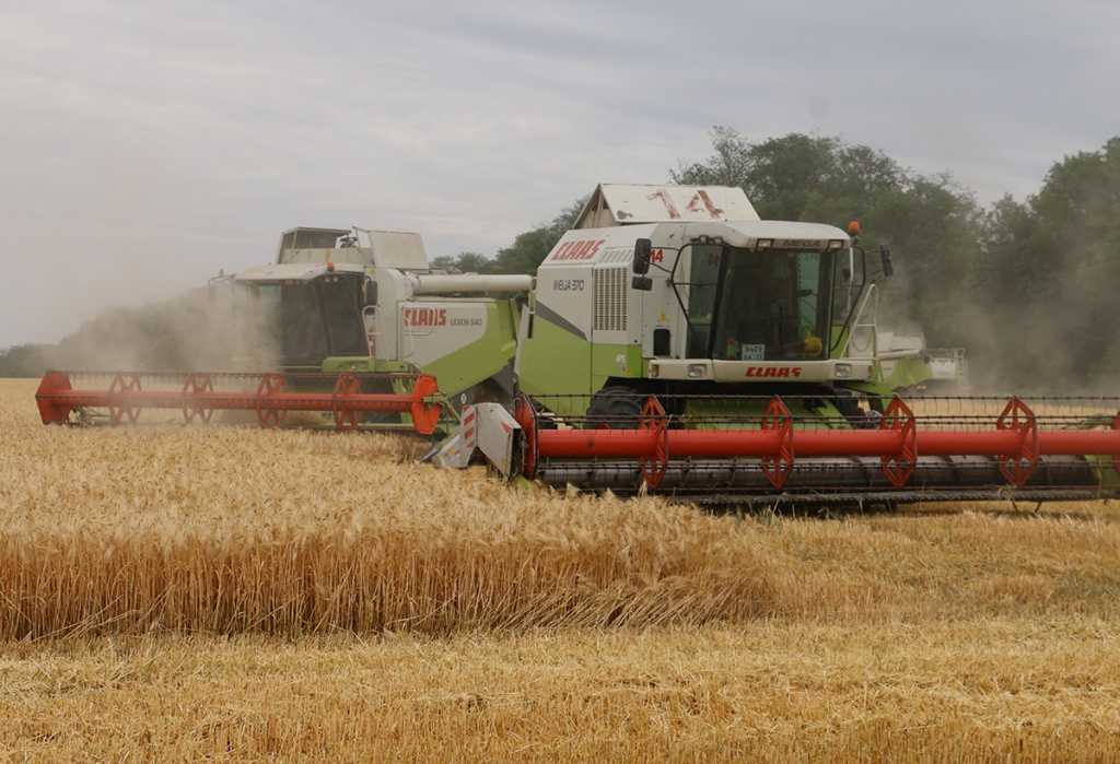 Технология выращивания озимой пшеницы - сроки посадки, удобрения, уход
