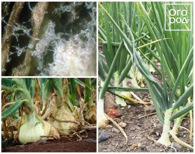 Почему гниет лук изнутри: как сохранить урожай на грядках, при хранении