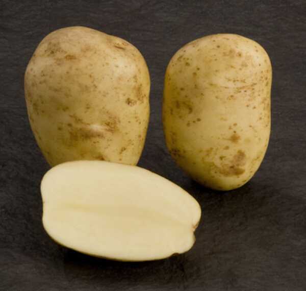 Описание картофеля аризона