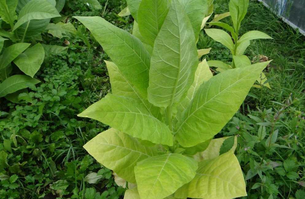 ✅ табак вирджиния 202: выращивание и уход в домашних условиях, сбор и дальнейшая обработка - tehnoyug.com