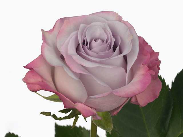 Фиолетовые розы: 7 самых лучших сортов, посадка и уход