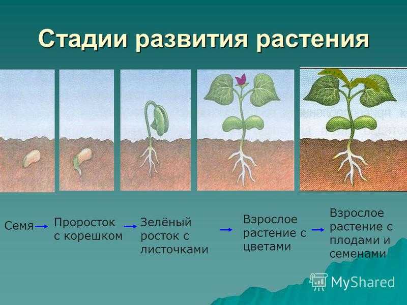 ᐉ основные отличия семян тыквы от кабачков - ogorod-u-doma.ru