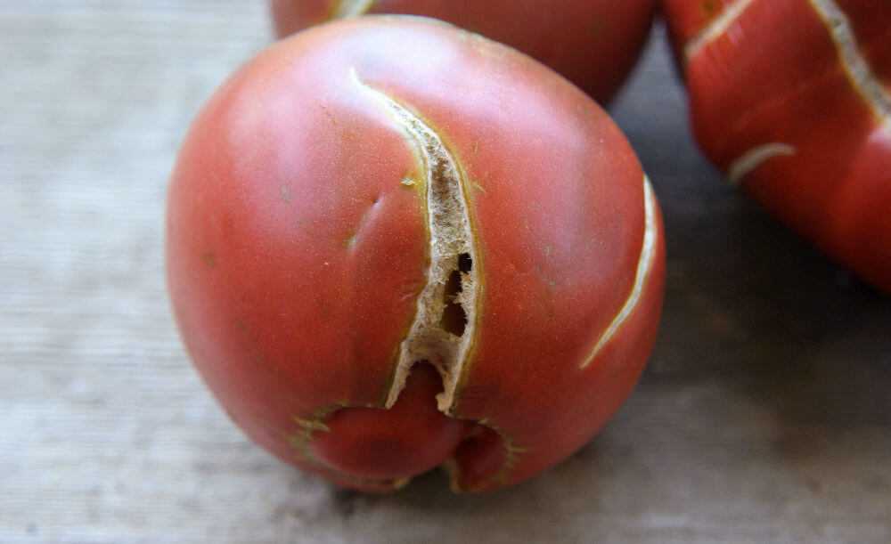 Почему лопаются помидоры и как этого избежать? - огород, сад, балкон - медиаплатформа миртесен