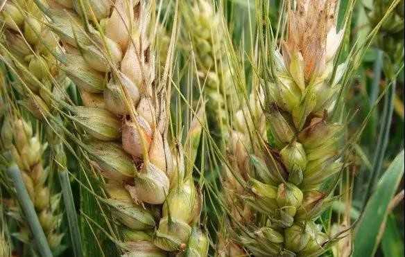 Фузариоз колоса пшеницы: способы борьбы