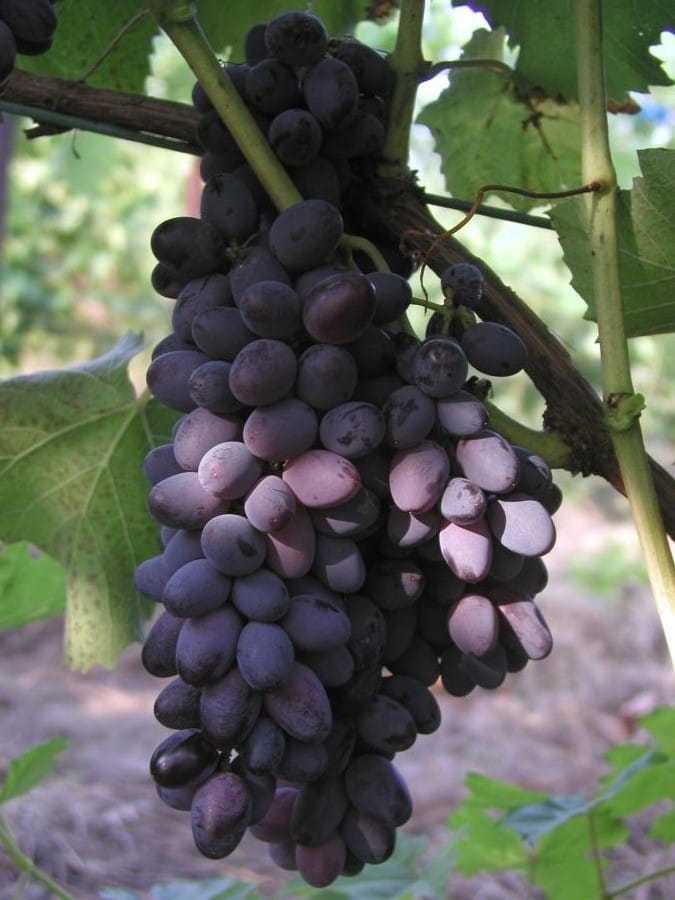 Калорийность винограда, калории в винограде кишмиш, калории в зеленом винограде