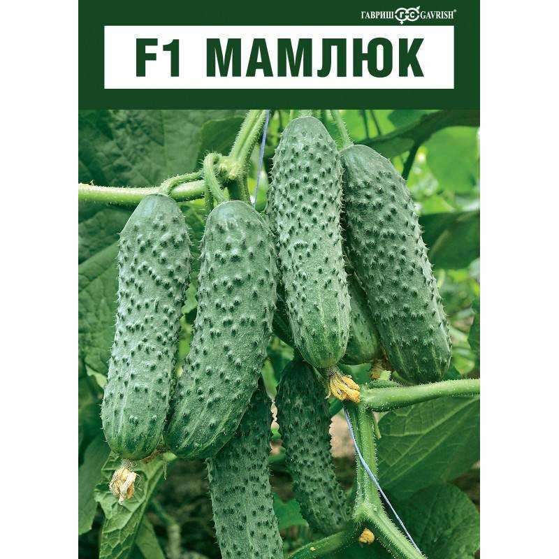 Огурец «мамлюк f1» (9 фото): описание сорта и технология выращивания, способы ухода, отзывы