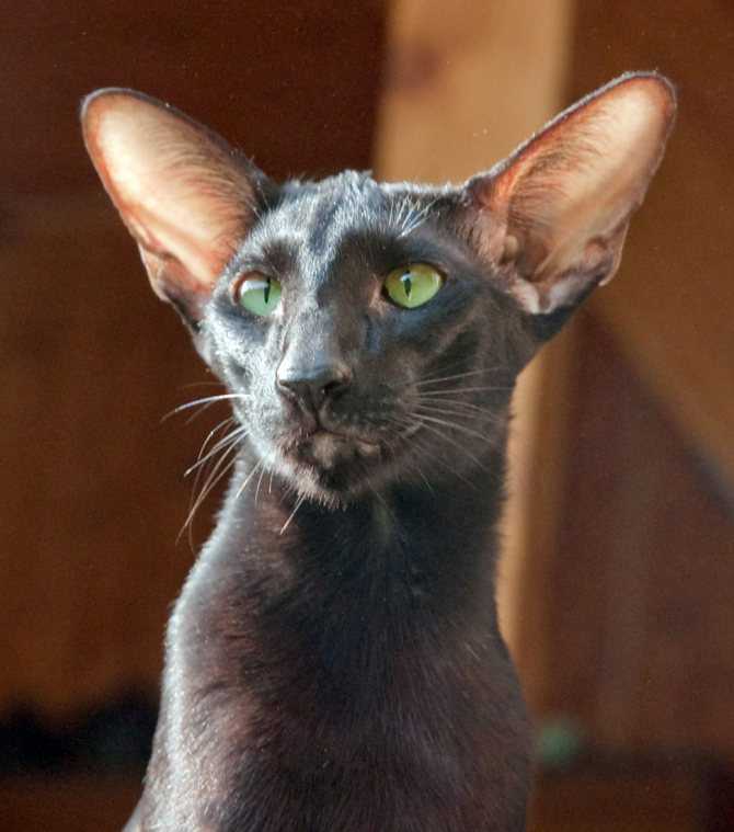 Ориентальная кошка: особенности представителей породы