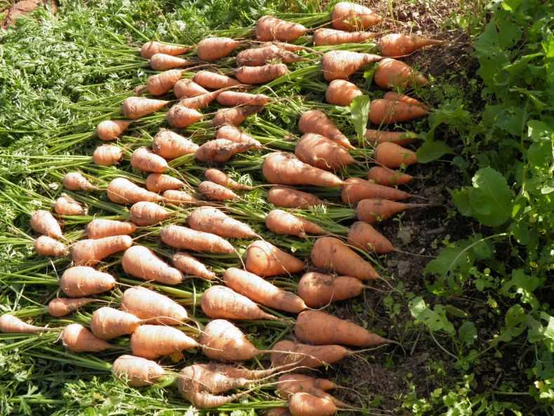Лучшие ранние сорта моркови для подмосковья в открытом грунте