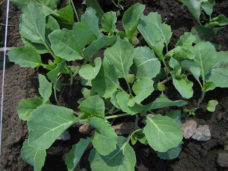 Выращивание брокколи: особенности посадки и ухода в открытом грунте