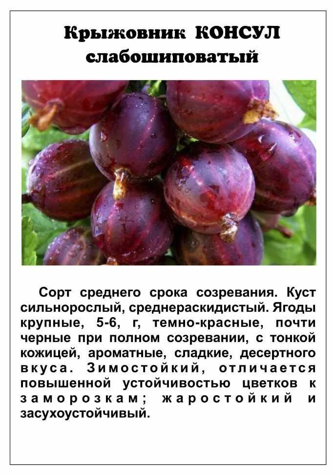 Сорта ягодных культур селекции вниис им. мичурина