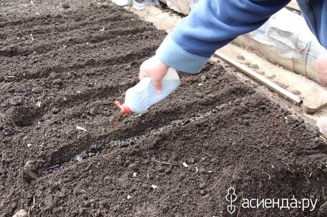Как правильно сеять морковь в открытый грунт весной