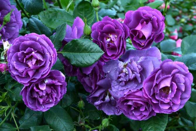 Сиреневые и фиолетовые розы: сорта с фото