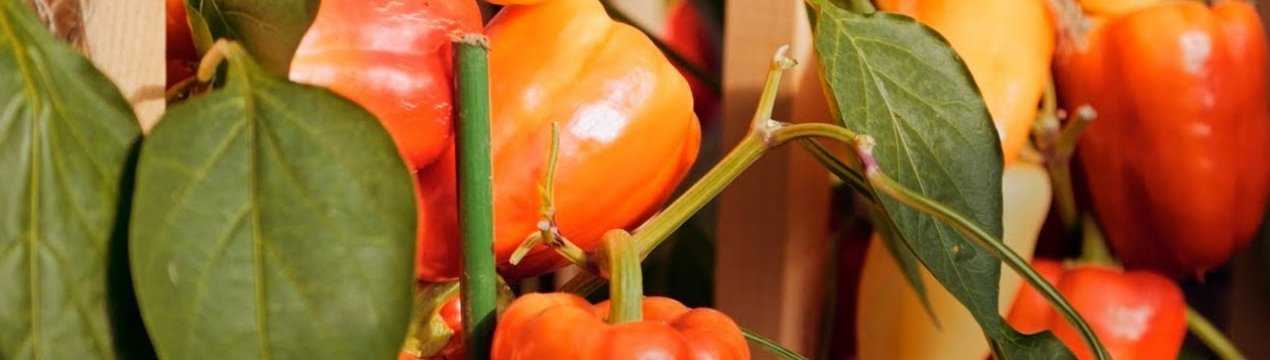 Перец халиф: описание сорта, характеристика плодов, агротехника выращивания и ухода