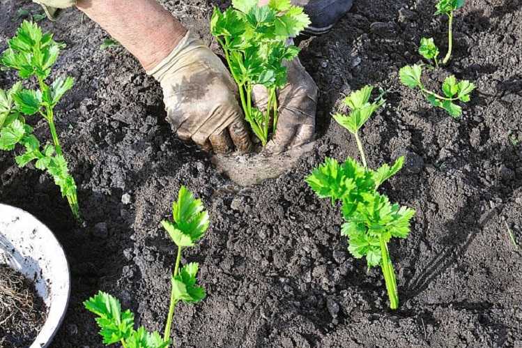 Рассада корневого и черешкового сельдерея: посев, уход, выращивание