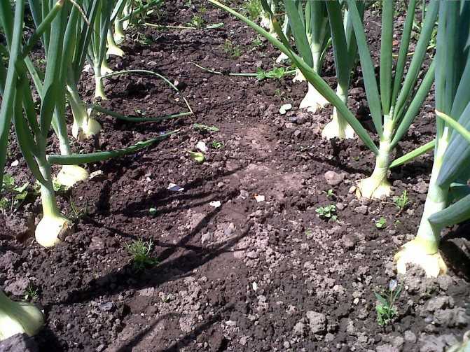 Проверенные способы выращивания чеснока в открытом грунте