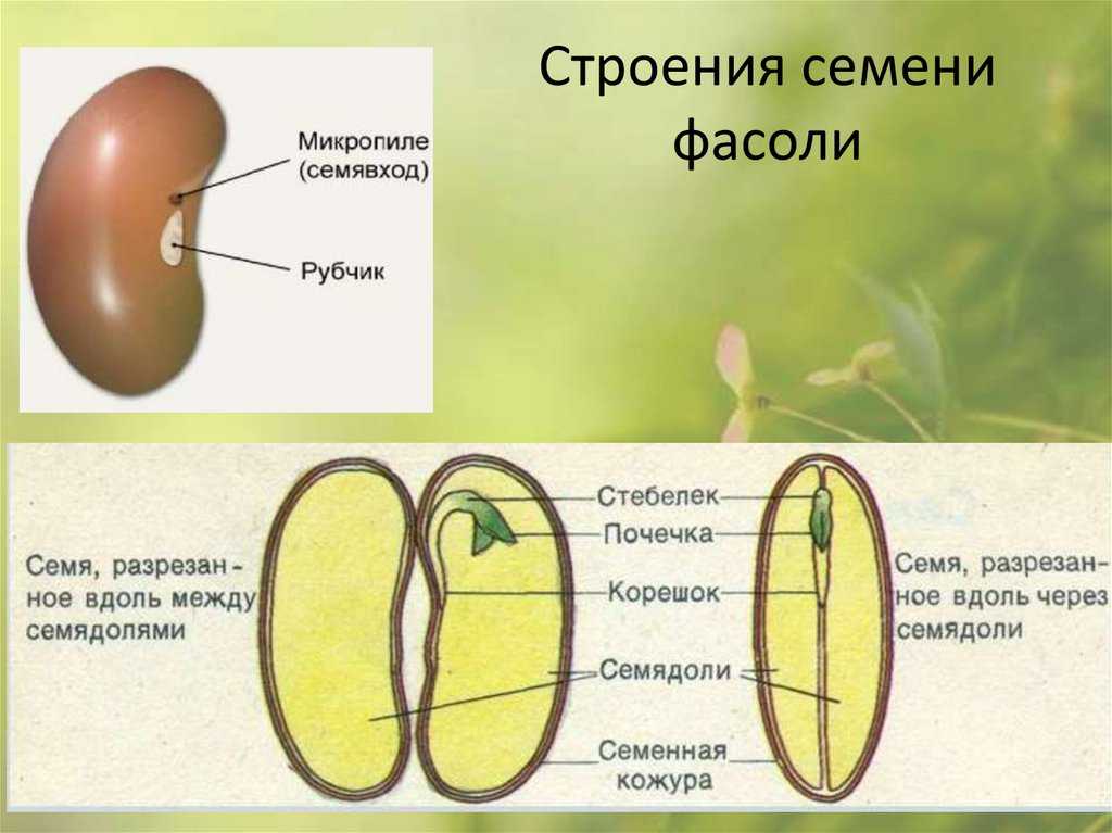 Семя состоит из семенной. Строение семени фасоли 5 класс биология. Строение семени фасоли. Строение двудольного растения фасоли. Строение однодольного семени.
