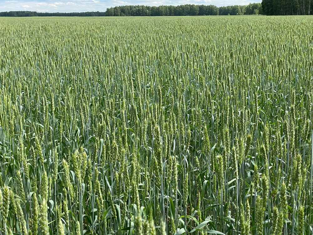 Озимый сорт пшеницы таня: описание и особенности выращивания