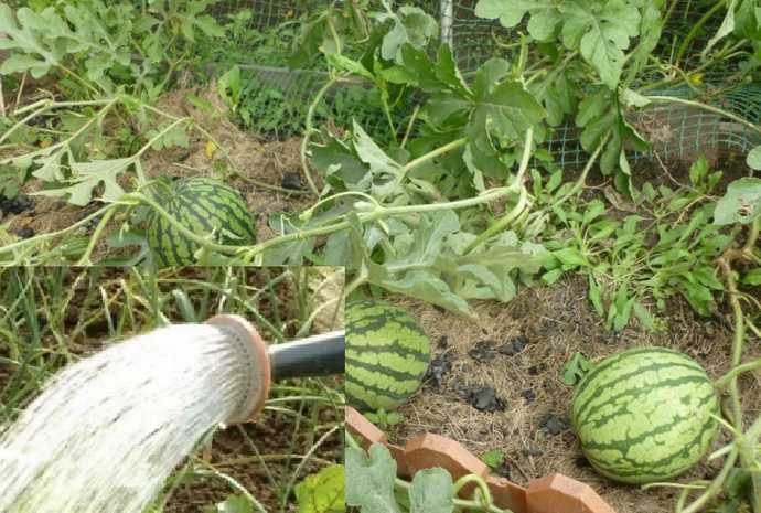 Как поливать арбузы в открытом грунте