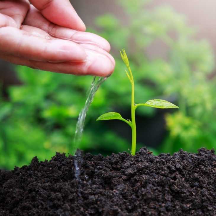Секреты применения удобрений при выращивании укропа. чем подкормить пряность, если плохо растет?