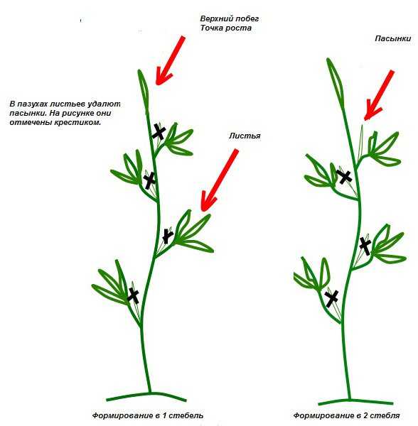 Удаление пасынков у помидор в открытом грунте схема и описание