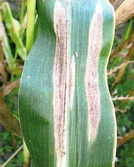 Гельминтоспориоз стеблей, початков и листьев кукурузы | справочник по защите растений — agroxxi