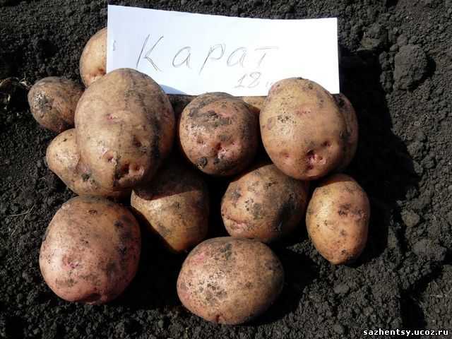 Сорокодневка: описание сортов картофеля, характеристики, агротехника
