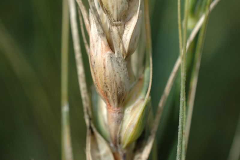 Описание фузариоза колоса пшеницы, симптомы болезни зерна и как лечить