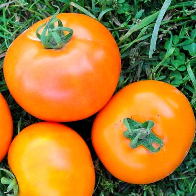 Томат андромеда f1- характеристика и описание сорта, фото, отзывы овощеводов, урожайность