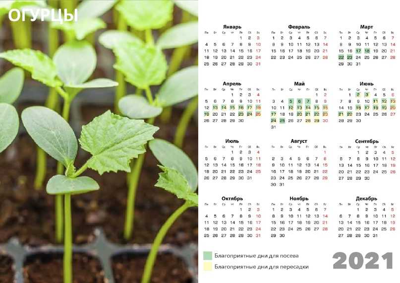 Благоприятные дни в 2021 году для посадки деревьев и цветов по лунному календарю: таблица по месяцам