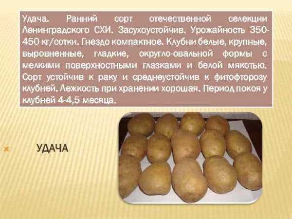 Картофель зорачка: описание и характеристика сорта, урожайность, отзывы, фото