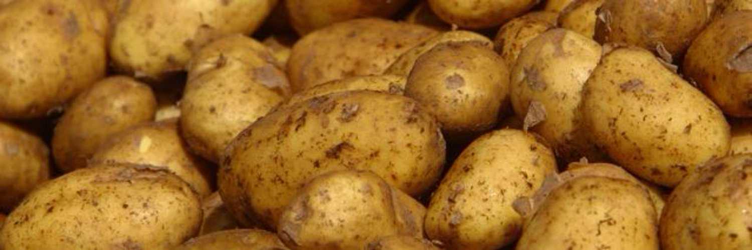 Картофель рябинушка – описание сорта, фото, отзывы