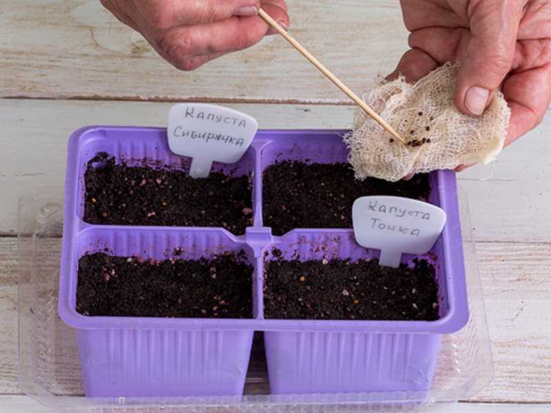 Выращивание капусты брокколи в открытом грунте (21 фото): посадка на огороде, уход и подкормка. как правильно вырастить на даче из семян?
