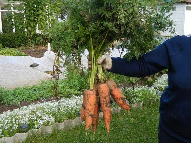 Почему плохо растёт морковь? причины и что делать. фото — ботаничка.ru