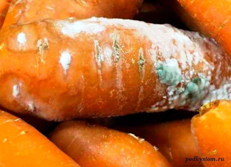 Почему гниет морковь при хранении: белая и черная гниль в подвале или погребе, проявление ризоктониоза, фазы роста, причины склеротинии, что делать с плесенью
