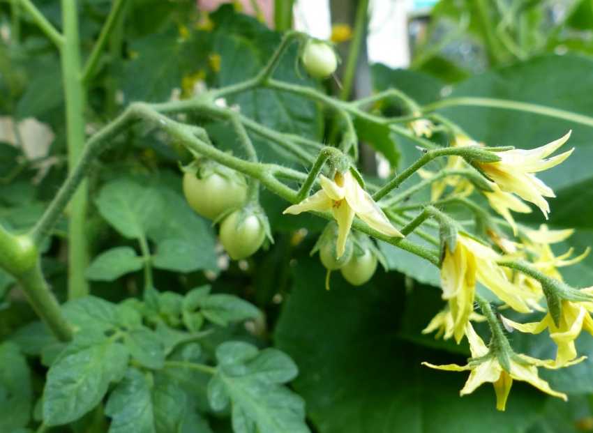 Чем опрыскать помидоры для завязи в открытом грунте и в теплице - народные средства
