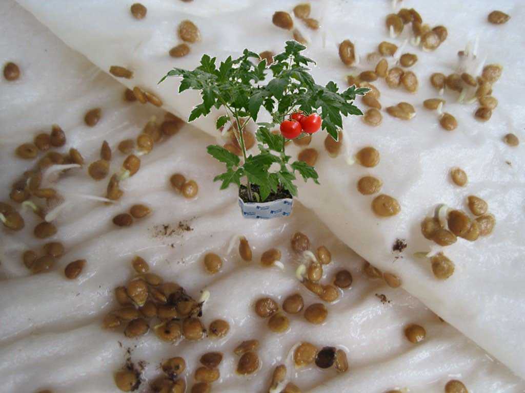Замачивание семян томатов в хлоргексидине. Подготовка семян на рассаду. Замачивание семян. Замоченные семена томатов Любаша. Надо ли замачивать семена помидор перед посадкой на рассаду.