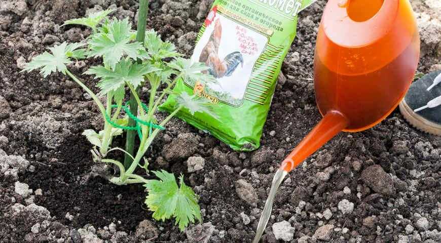 Подкормка моркови в открытом грунте народными средствами и минеральными удобрениями