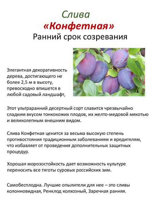 Описание и характеристики сорта вишен ленинградская черная, выращивание и уход