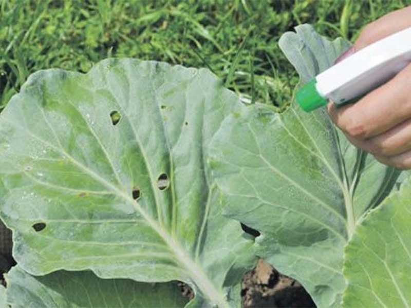Когда убирают капусту с грядок: особенности уборки урожая